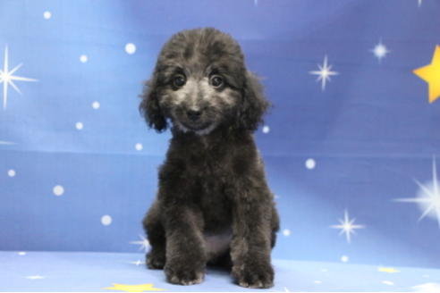 成約済の千葉県のトイプードル-72796の4枚目