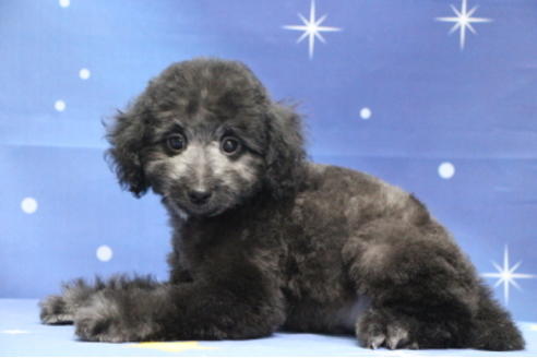 成約済の千葉県のトイプードル-72796の3枚目