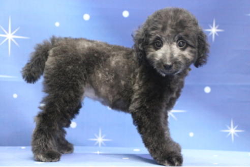 成約済の千葉県のトイプードル-72796の2枚目