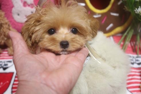 成約済の奈良県のトイプードル-75346の6枚目