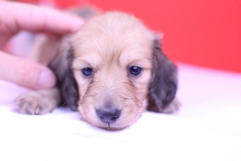 成約済の愛知県のカニンヘンダックスフンド(ロングヘアード)-75381の5枚目