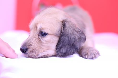 成約済の愛知県のカニンヘンダックスフンド(ロングヘアード)-75381の2枚目
