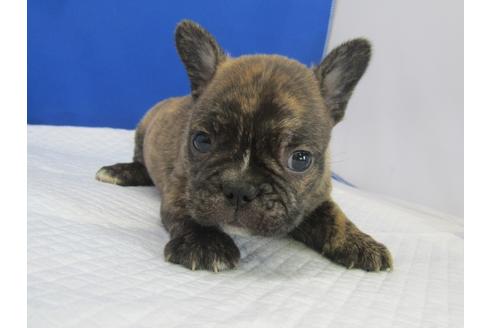 成約済の愛知県のミックス犬-74421の1枚目