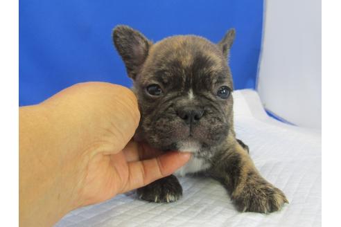 成約済の愛知県のミックス犬-74421の5枚目