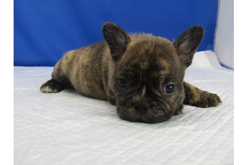 成約済の愛知県のミックス犬-74421の3枚目