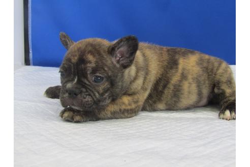 成約済の愛知県のミックス犬-74421の2枚目