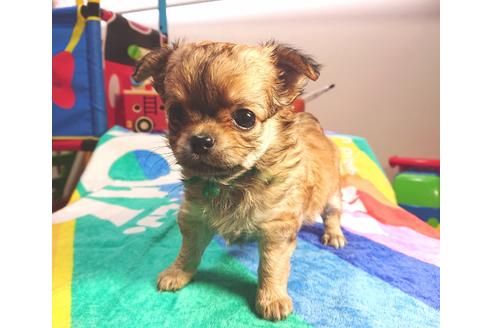 成約済の茨城県のチワワ(ロングコート)-73773の2枚目