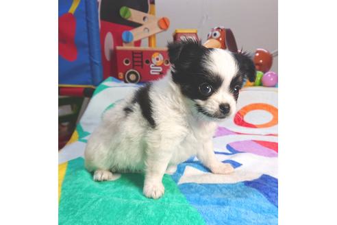 成約済の茨城県のチワワ(ロングコート)-73929の1枚目