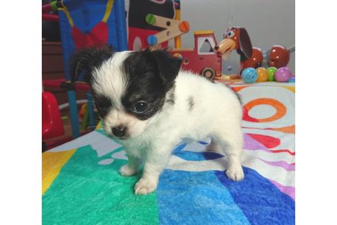 成約済の茨城県のチワワ(ロングコート)-73929の2枚目