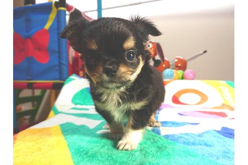 成約済の茨城県のチワワ(ロングコート)-73779の1枚目