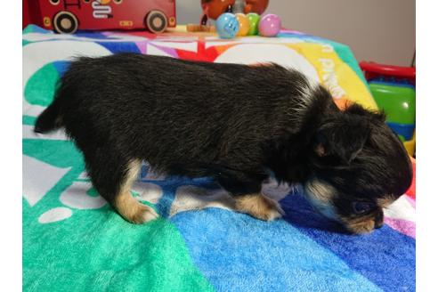 成約済の茨城県のチワワ(ロングコート)-73779の2枚目