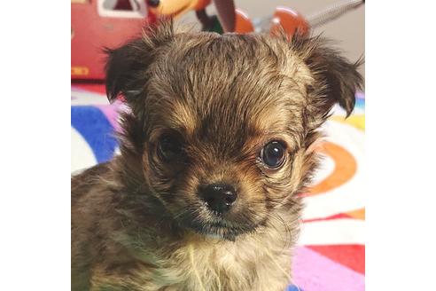 成約済の茨城県のチワワ(ロングコート)-73768の1枚目