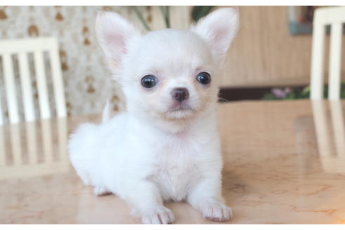 成約済の愛知県のチワワ(ロングコート)-75426の1枚目