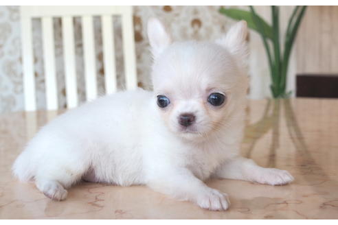 成約済の愛知県のチワワ(ロングコート)-75426の5枚目