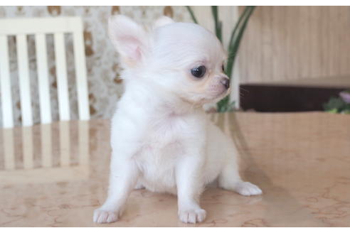 成約済の愛知県のチワワ(ロングコート)-75426の3枚目