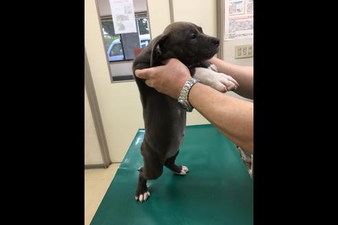 成約済の佐賀県のアメリカンピットブルテリア-75440の1枚目