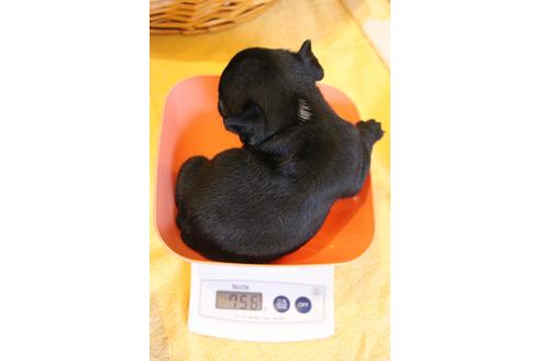 成約済の愛知県のフレンチブルドッグ-74313の11枚目