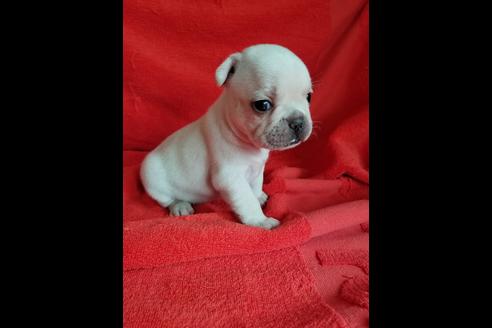 成約済の愛知県のフレンチブルドッグ-74896の4枚目