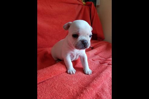 成約済の愛知県のフレンチブルドッグ-74896の3枚目