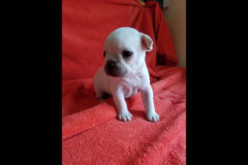 成約済の愛知県のフレンチブルドッグ-74896の2枚目