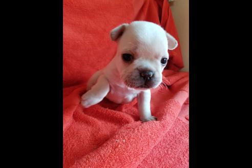 成約済の愛知県のフレンチブルドッグ-74896の1枚目