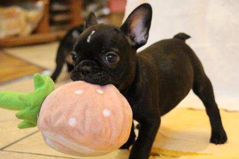 成約済の愛知県のフレンチブルドッグ-72083の2枚目