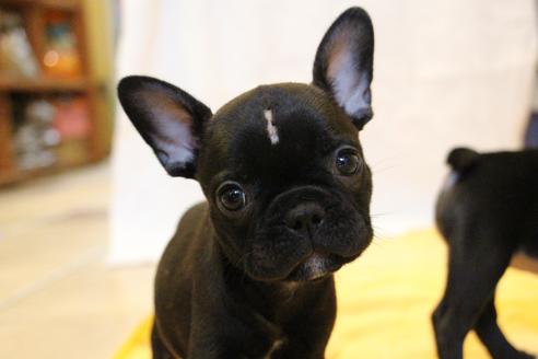 成約済の愛知県のフレンチブルドッグ-72083の1枚目