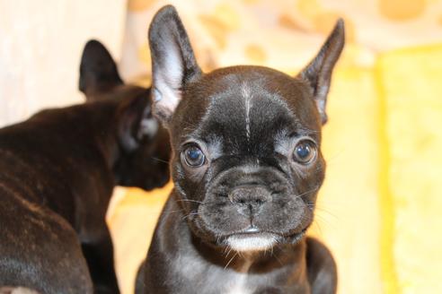 成約済の愛知県のフレンチブルドッグ-72084の4枚目