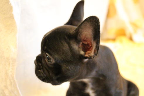 成約済の愛知県のフレンチブルドッグ-72084の1枚目