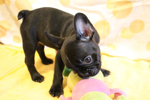 成約済の愛知県のフレンチブルドッグ-72084の3枚目