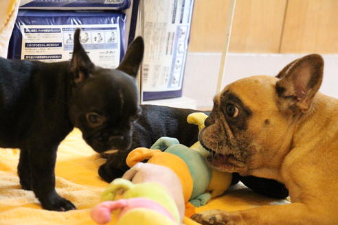 成約済の愛知県のフレンチブルドッグ-72084の2枚目