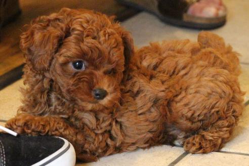 成約済の愛知県のトイプードル-72086