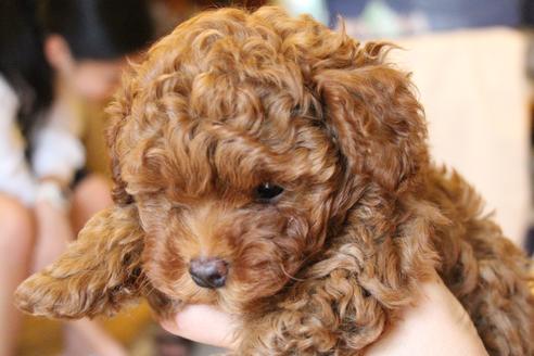 成約済の愛知県のトイプードル-72087