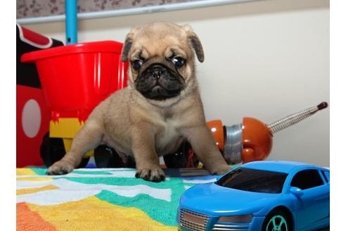成約済の茨城県のパグ-75459の1枚目