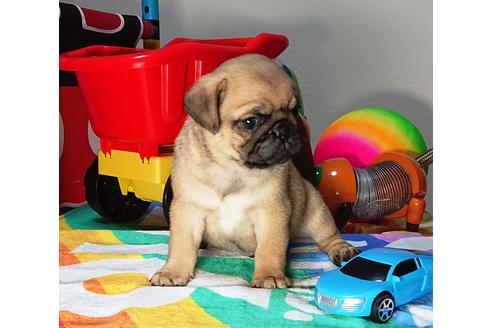 成約済の茨城県のパグ-75459の5枚目