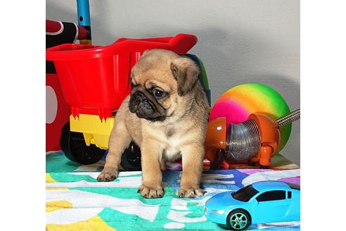 成約済の茨城県のパグ-75459の4枚目