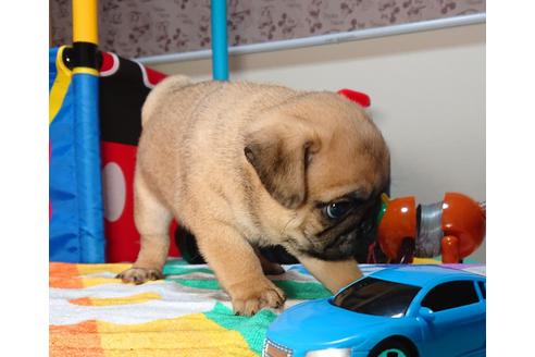 成約済の茨城県のパグ-75459の3枚目