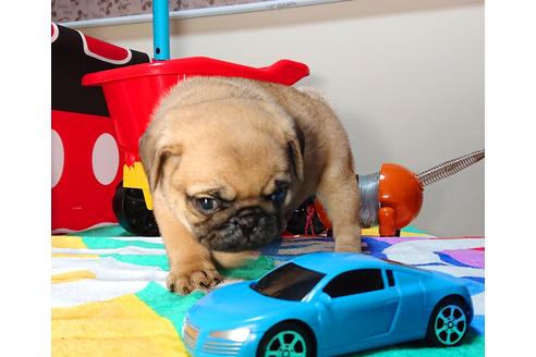 成約済の茨城県のパグ-75459の2枚目