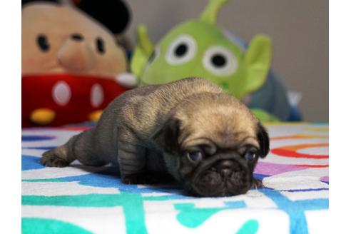 成約済の茨城県のパグ-75460の5枚目