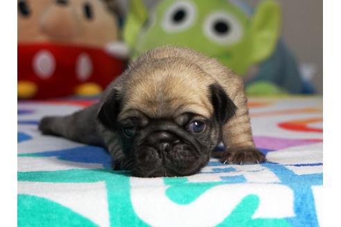 成約済の茨城県のパグ-75460