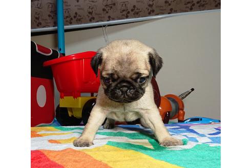 成約済の茨城県のパグ-75460の4枚目