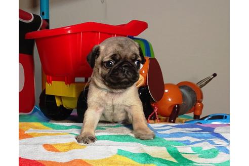 成約済の茨城県のパグ-75460の2枚目