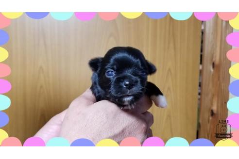 成約済の長崎県のチワワ(ロングコート)-75491の4枚目