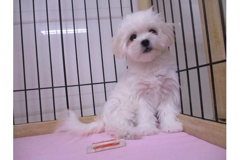 成約済の鳥取県のミックス犬-69942の5枚目