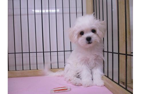 成約済の鳥取県のミックス犬-69942の3枚目