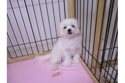 成約済の鳥取県のミックス犬-69942の2枚目