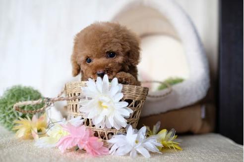 成約済の滋賀県のトイプードル-73786