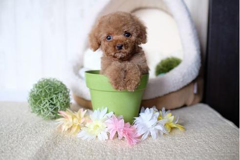 成約済の滋賀県のトイプードル-73786の4枚目