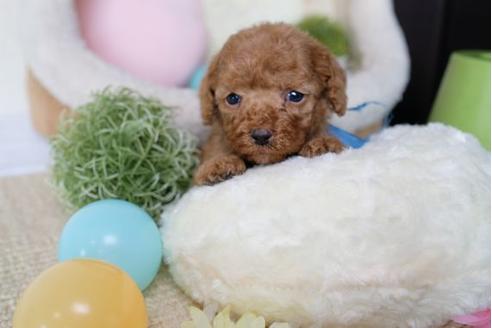 成約済の滋賀県のトイプードル-73786の3枚目