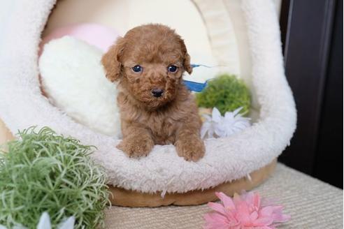 成約済の滋賀県のトイプードル-73786の2枚目